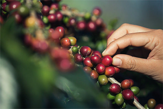 mano recolectando café desde una planta