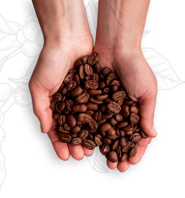 manos sosteniendo granos de café